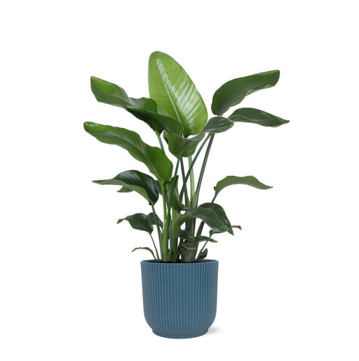 Strelitzia Nicolai Og Dens Gryde