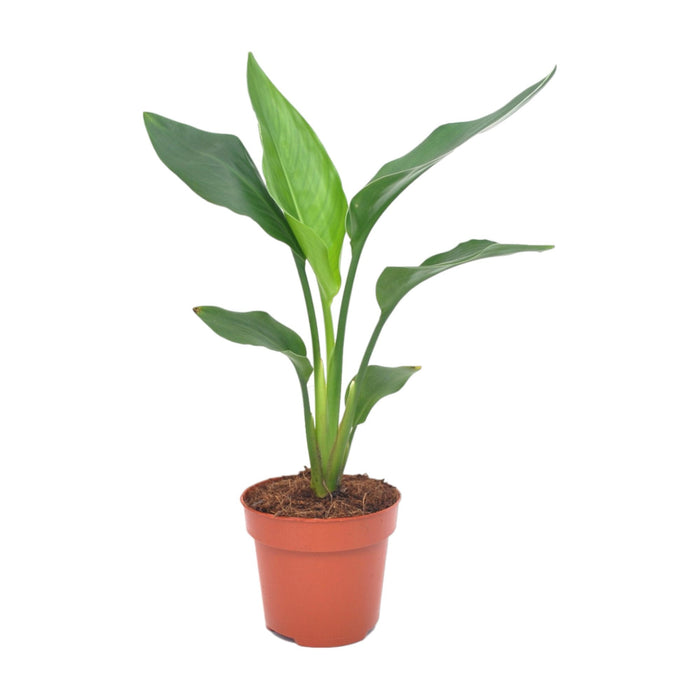 Strelitzia Reginea