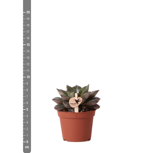 Sukkulent Echeveria Purpusorum I Potte - Stueplante