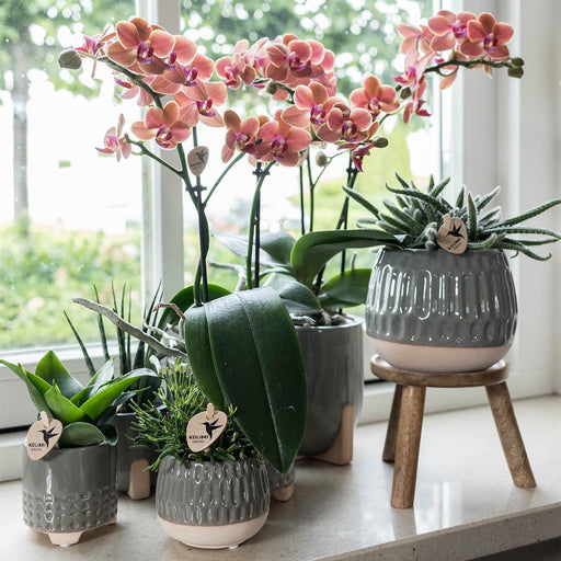 Træstøtte Til Indendørs Plante