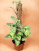 Syngonium Batik