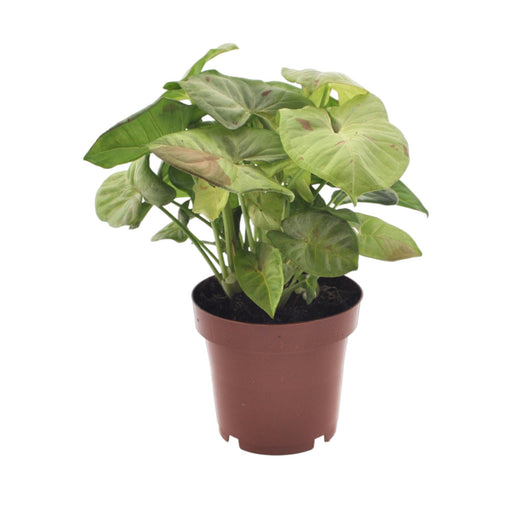 Syngonium Mælkekonfetti