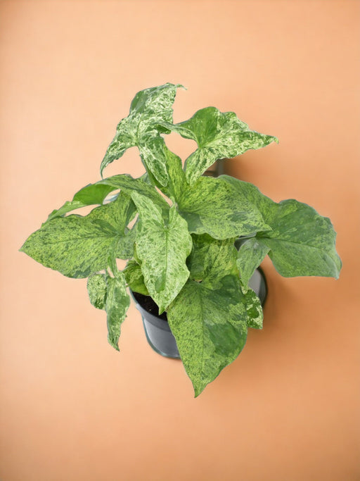 Syngonium Plettet