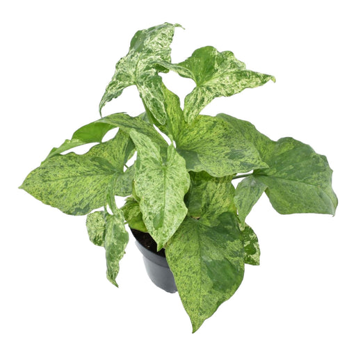 Syngonium Plettet