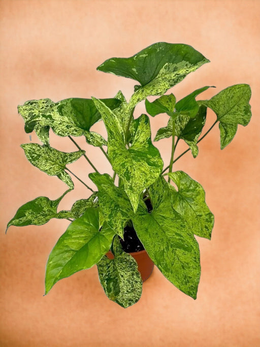 Syngonium Plettet