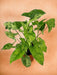Syngonium Plettet