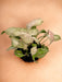 Syngonium Pink Plet