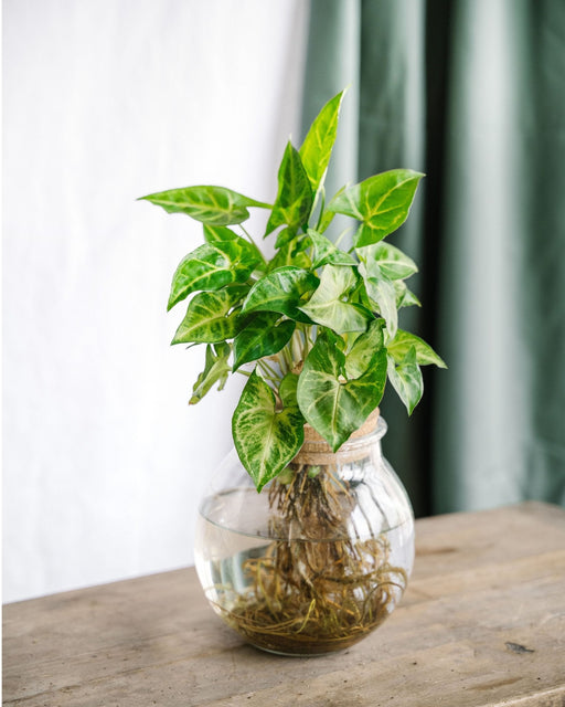 Syngonium Pixie I Hydrokultur