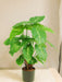 Syngonium - Kunstig Grøn Plante