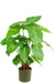 Syngonium - Kunstig Grøn Plante