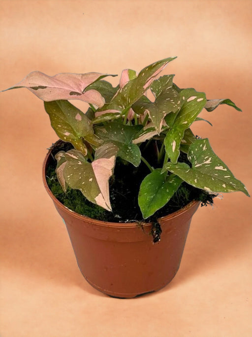 Syngonium Rød Plet
