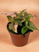 Syngonium Rød Plet