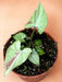 Syngonium Jordbærmælk