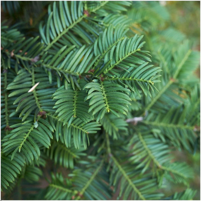 Taxus Baccata - Sæt Med 6
