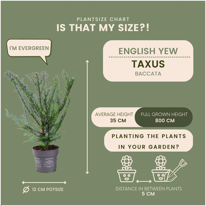 Taxus Baccata - Sæt Med 6