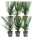Taxus Baccata - Sæt Med 6