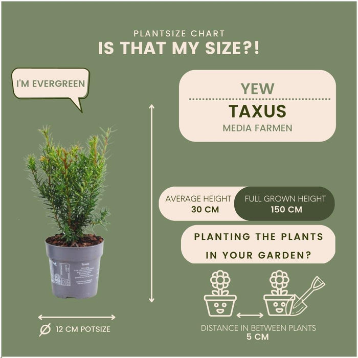 Taxus Media Farmen - Sæt Med 6 Stk