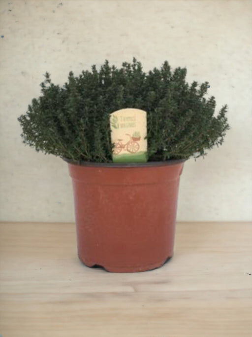 Thymus Faustini 18 - Ø18Cm - ↕45Cm