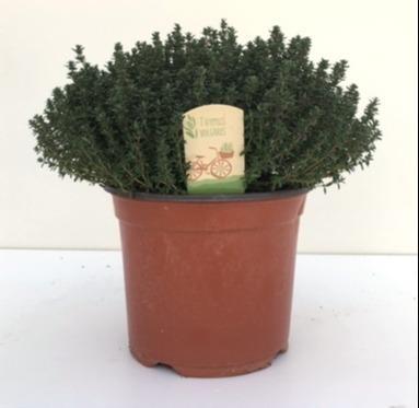 Thymus Faustini 18 - Ø18Cm - ↕45Cm