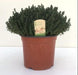 Thymus Faustini 18 - Ø18Cm - ↕45Cm