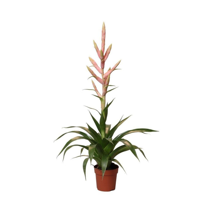 Tillandsia Dolce