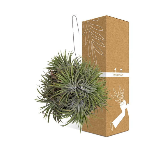 Tillandsia Ionantha Abdita