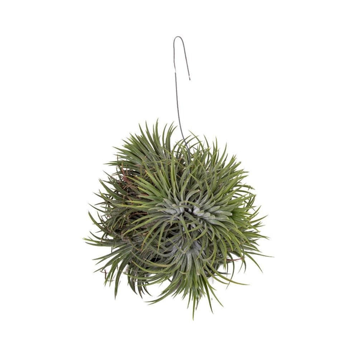 Tillandsia Ionantha Abdita