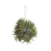 Tillandsia Ionantha Abdita