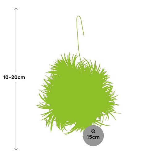 Tillandsia Ionantha Abdita