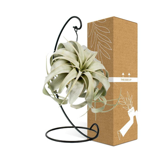 Tillandsia King Xero