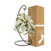 Tillandsia King Xero