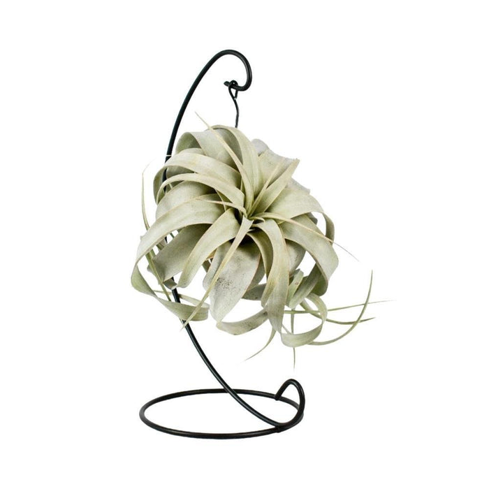 Tillandsia King Xero