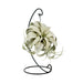 Tillandsia King Xero