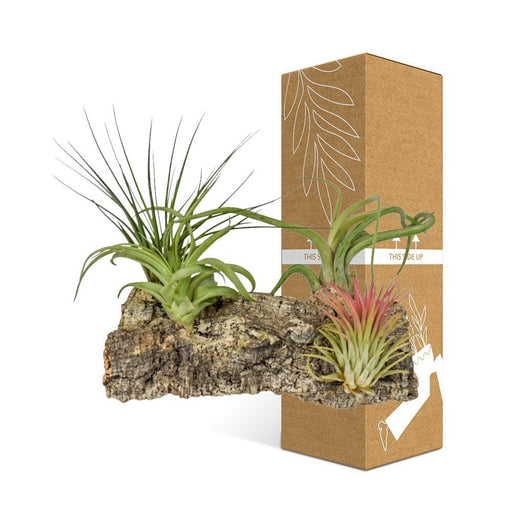 Tillandsia Kurkhout Large