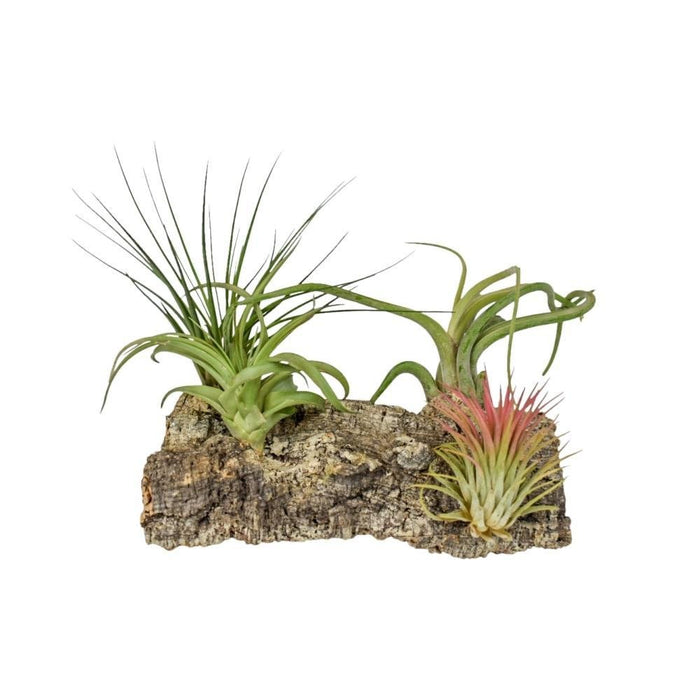 Tillandsia Kurkhout Large