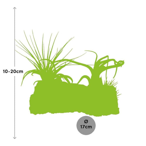 Tillandsia Kurkhout Large