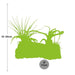 Tillandsia Kurkhout Large