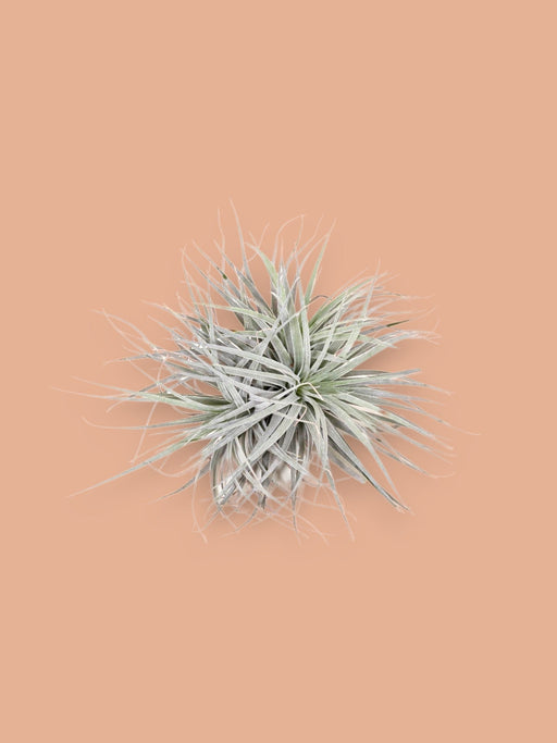 Tillandsia - Den Excentriske