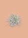 Tillandsia - Den Excentriske