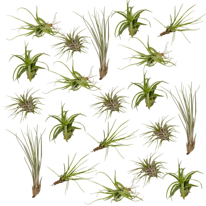 Tillandsia - Sæt Med 20 Planter - Gaveæske