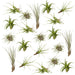 Tillandsia - Sæt Med 20 Planter - Gaveæske