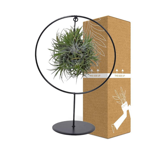 Tillandsia Ring Mix