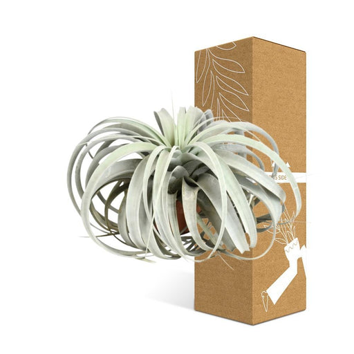 Tillandsia Xerographica