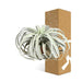 Tillandsia Xerographica