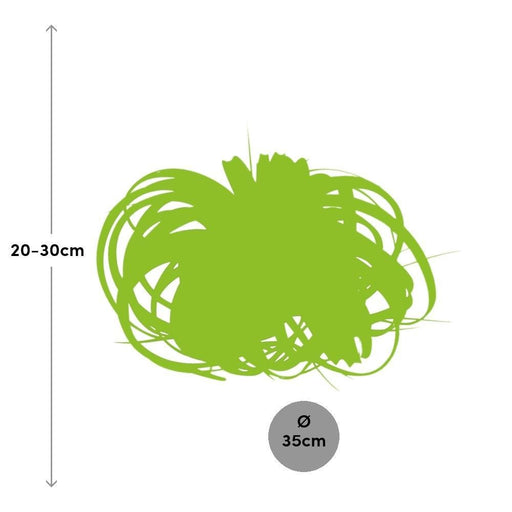 Tillandsia Xerographica