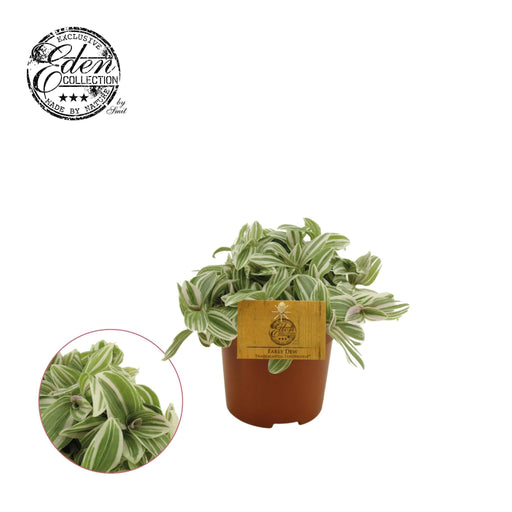 Tradescantia Ømhed