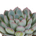 Trio Af Echeveria Og Deres Hvide Plantepotter H15Cm