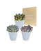 Trio Af Echeveria Og Deres Hvide Plantepotter H15Cm