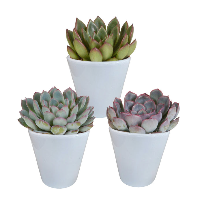 Trio Af Echeveria Og Deres Hvide Plantepotter H15Cm