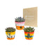 Trio Af Echeveria Og Deres Plantepotter H15Cm